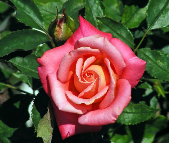 Focal Point photo fp2013_06230001_zps75f8bfeb.jpg